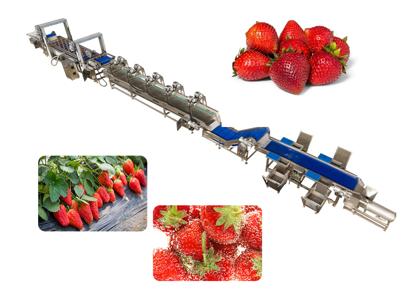 Línea de lavado de fresas de 500 kg/h en Guatemala