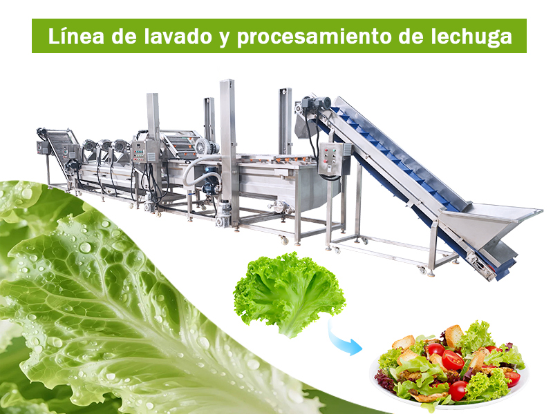 Proyecto exitoso de línea de lavado de ensaladas de verduras de 300 kg/h en Argentina